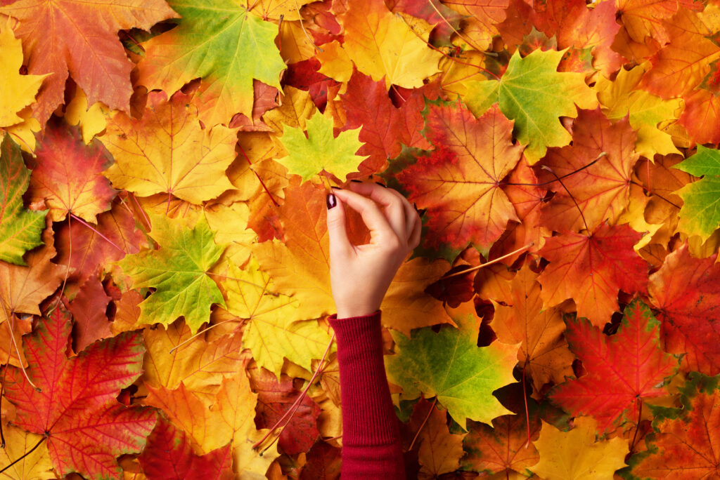 Collection couleurs de l'automne